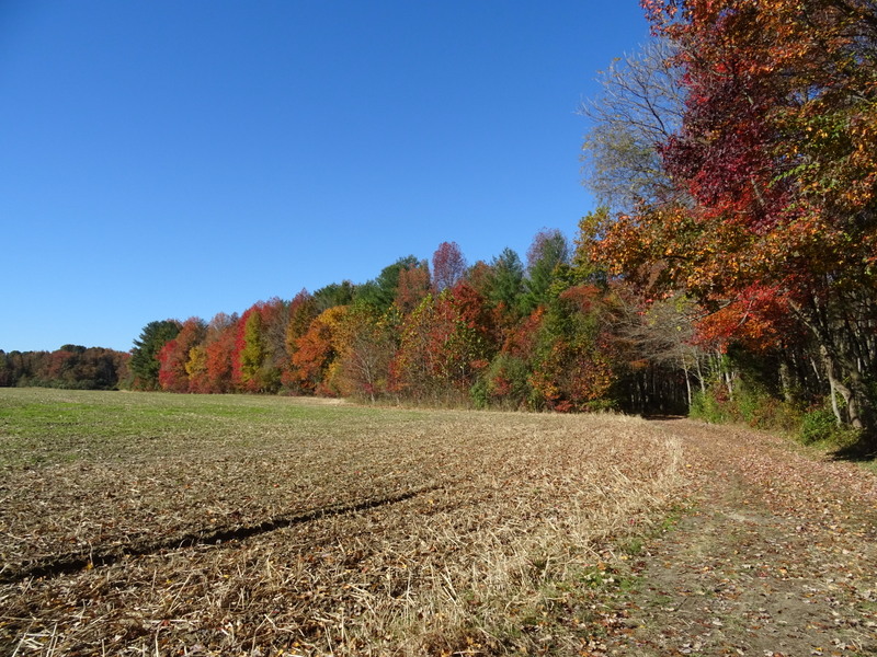 Lums Pond State Park