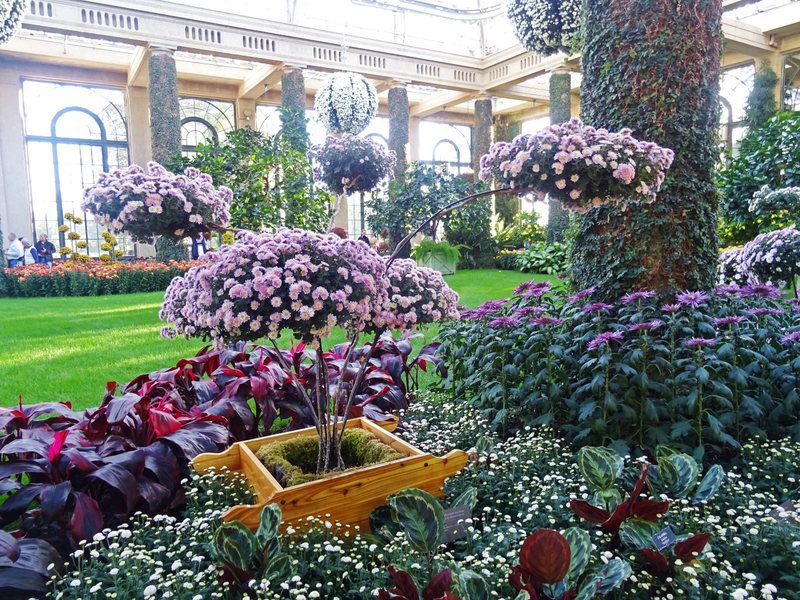 Longwood Gardens Chrysanthemum Festival