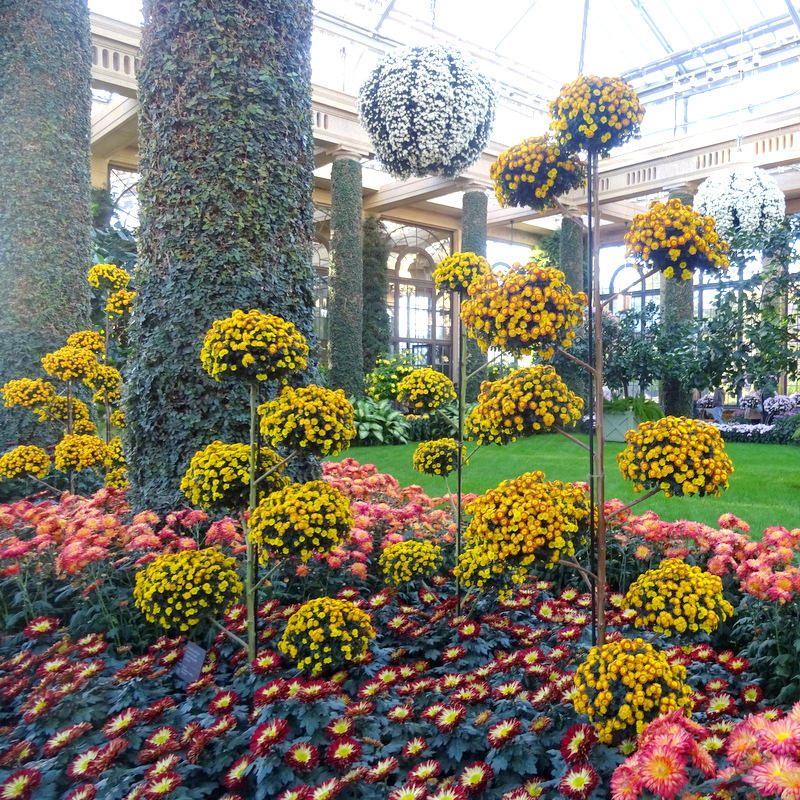 Longwood Gardens Chrysanthemum Festival
