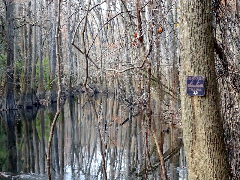 Congaree National Park