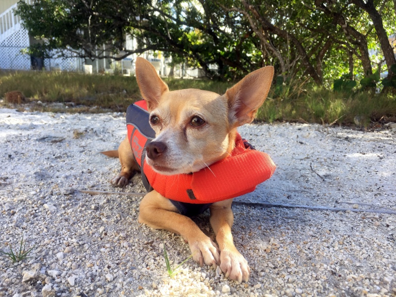 Logan wears his life jacket