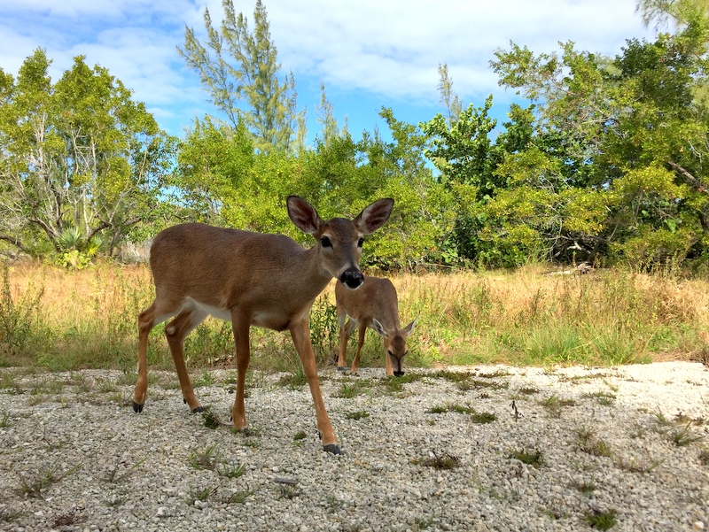 Key Deer