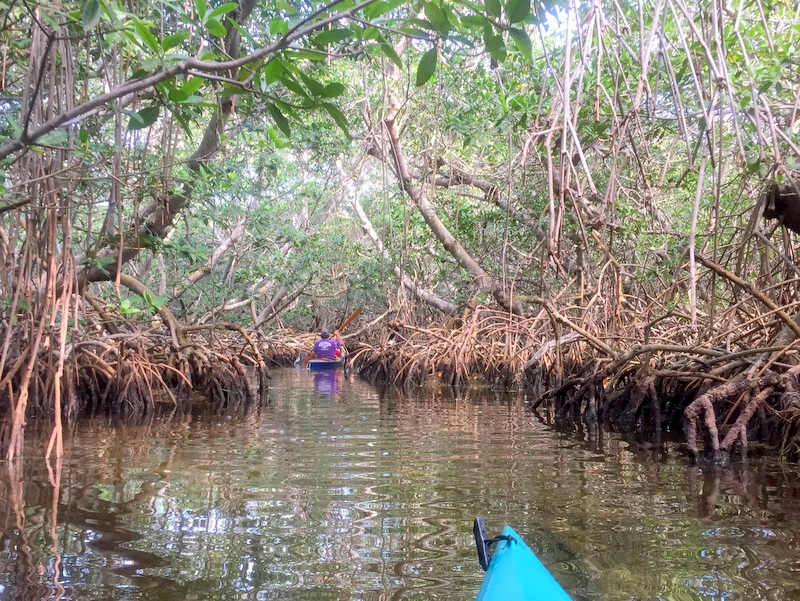 Mangrove Trail