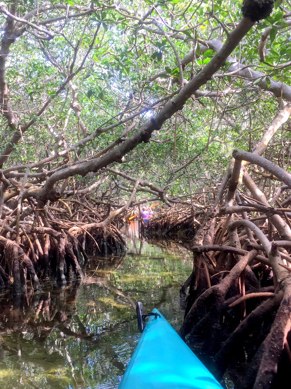 Mangrove Trail Florida Keys