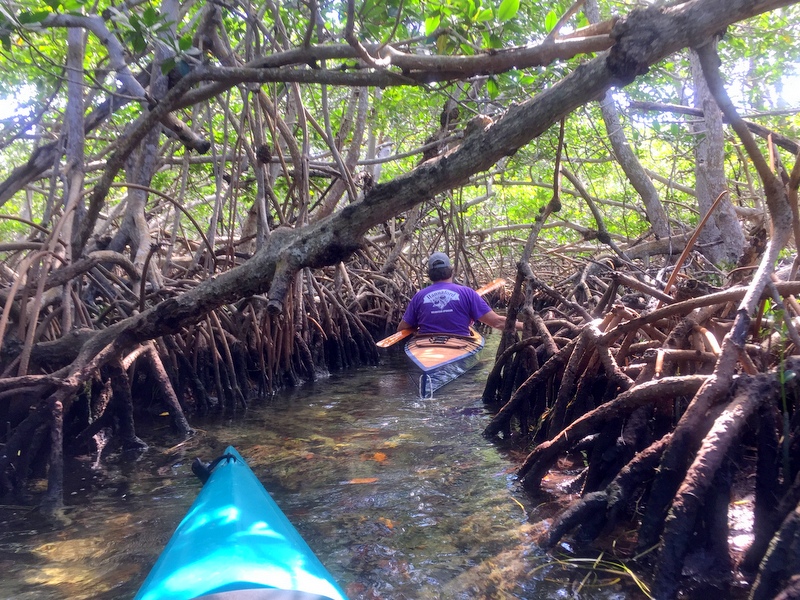 Mangrove Trail