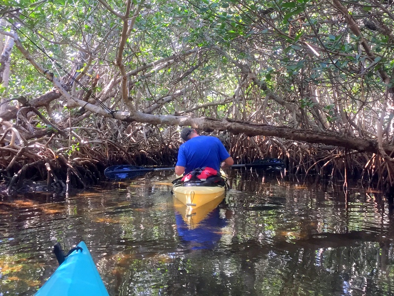 Mangrove Trail