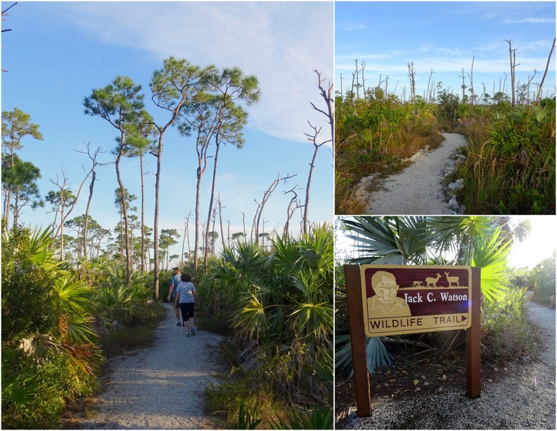 Key Deer Refuge - Big Pine Key, FL