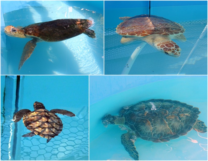 Turtle Hospital, Florida Keys