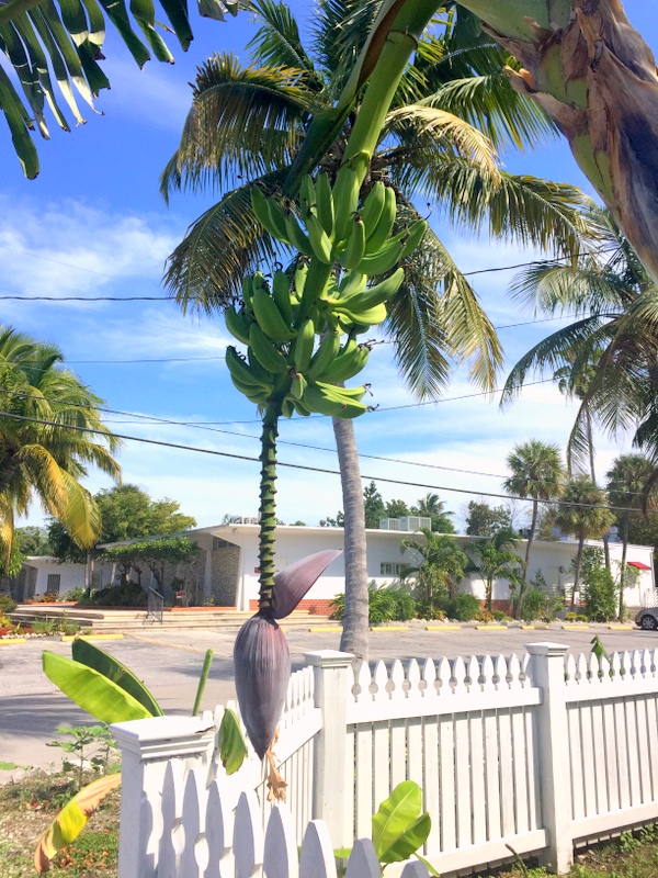 Banana Tree