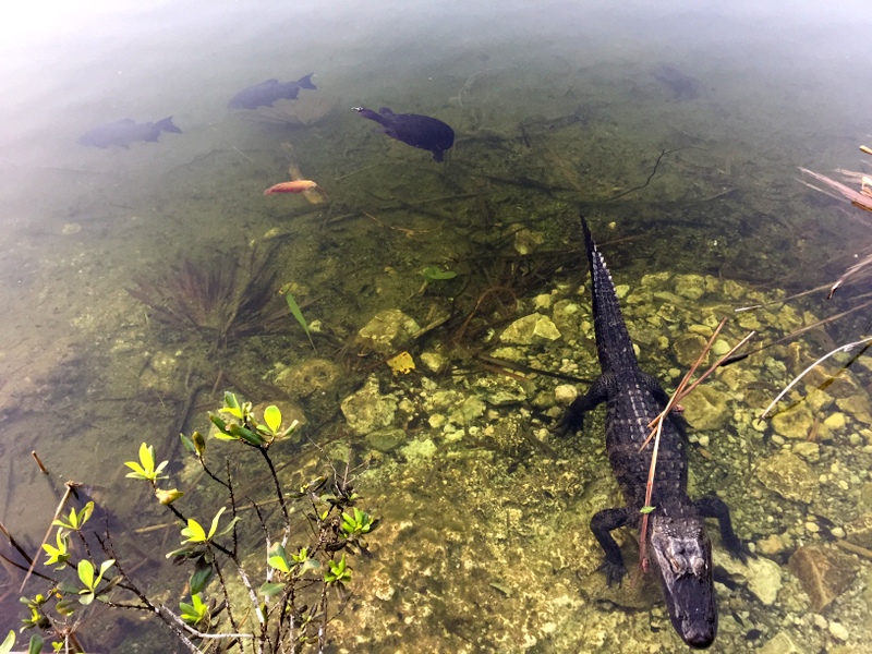 Blue Hole - Big Pine Key, FL