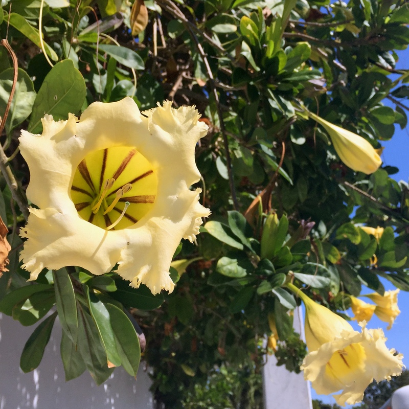 Angel Trumpet Flower