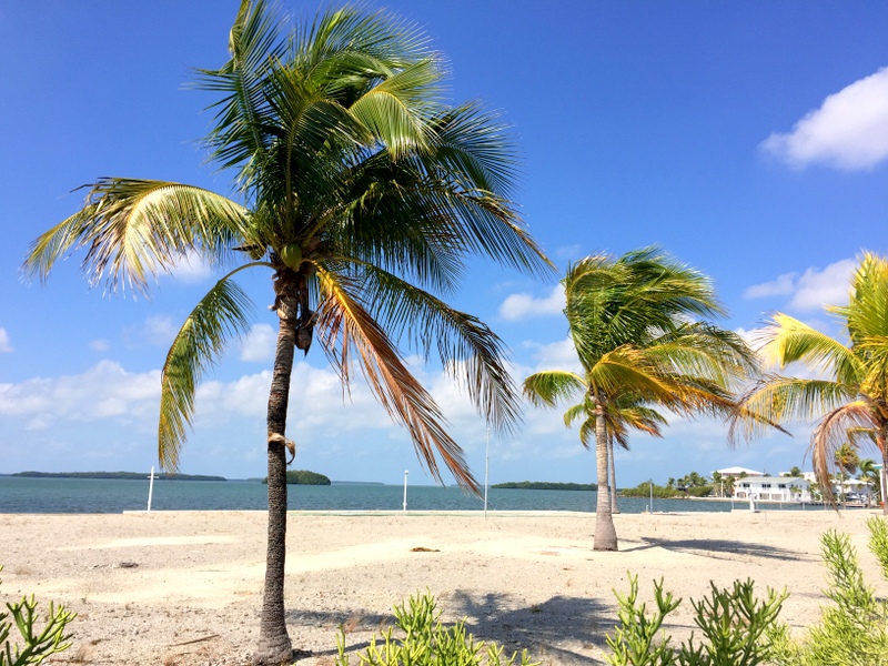 Palm Trees