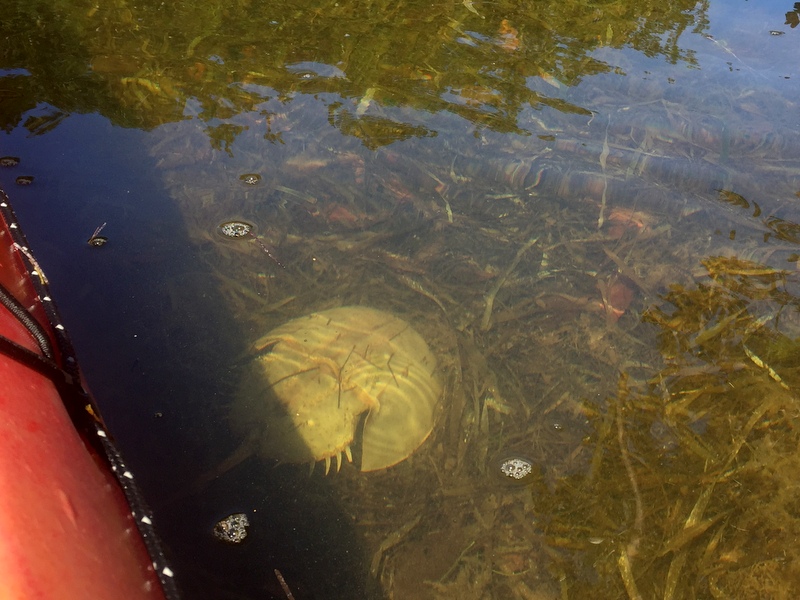 Horseshoe Crab