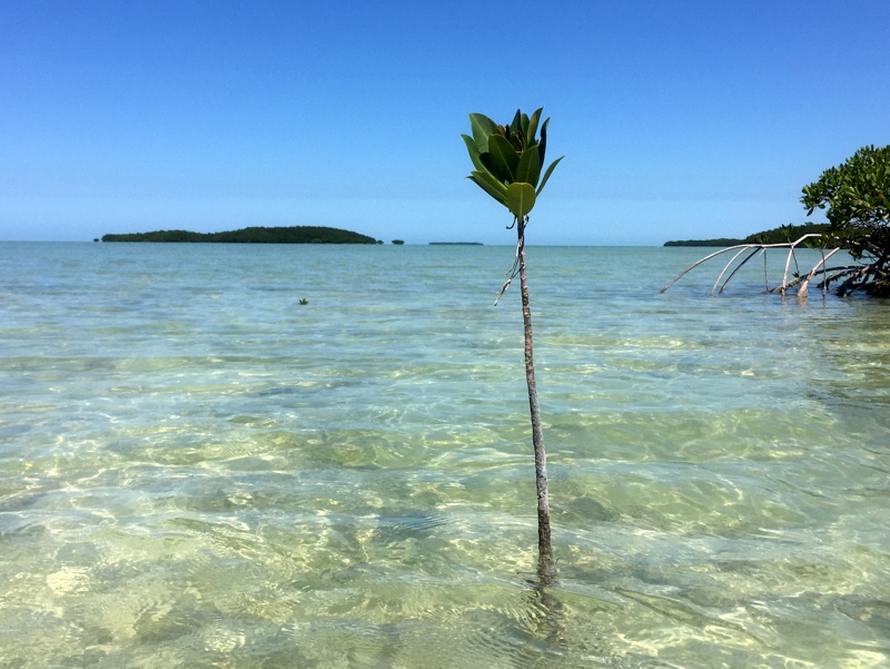 Mangrove