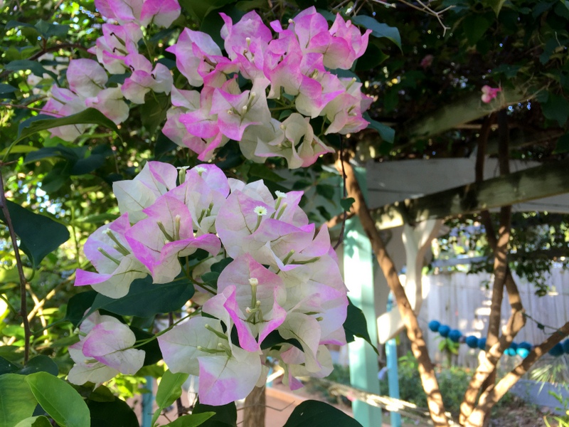 Bougainvillea