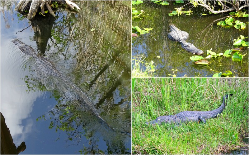 Alligators at Everglades National Park