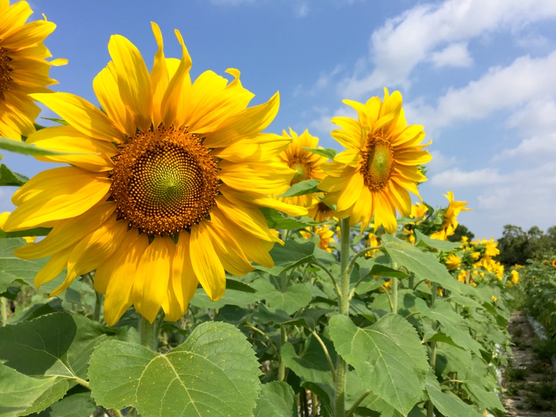 Sunflowers