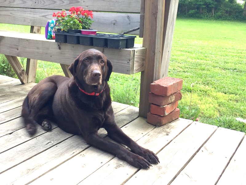 Sophie the Chocolate Lab