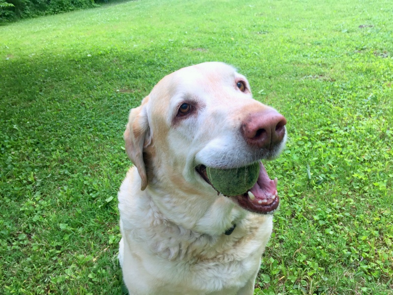 Dillon the Yellow Lab