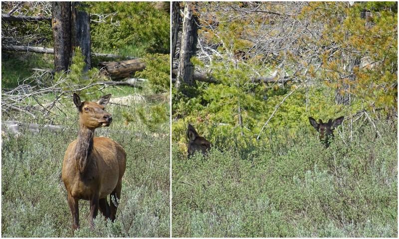 Elk in Rocky Mountain National Park