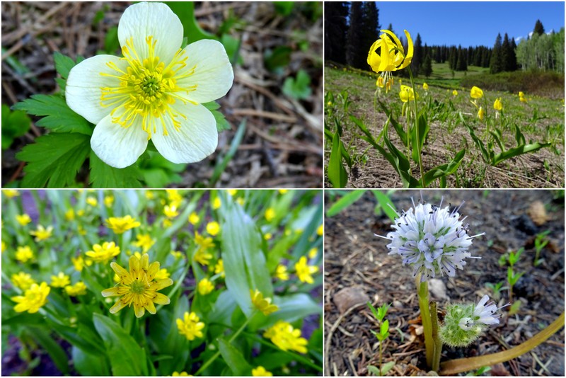 Rabbit Ears Pass - Steamboat Springs