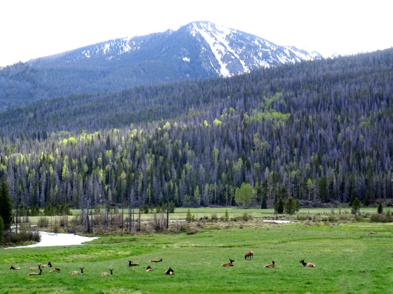 Elk in Rocky Mountain National Park