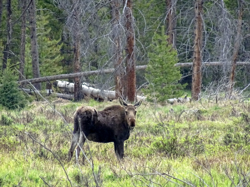 Moose in Rocky Mountain National Park