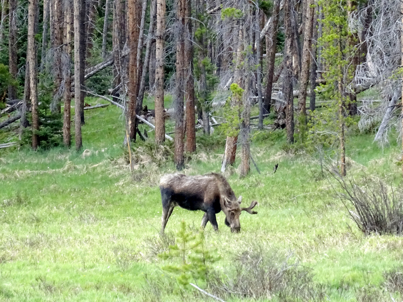 Moose in Rocky Mountain National Park