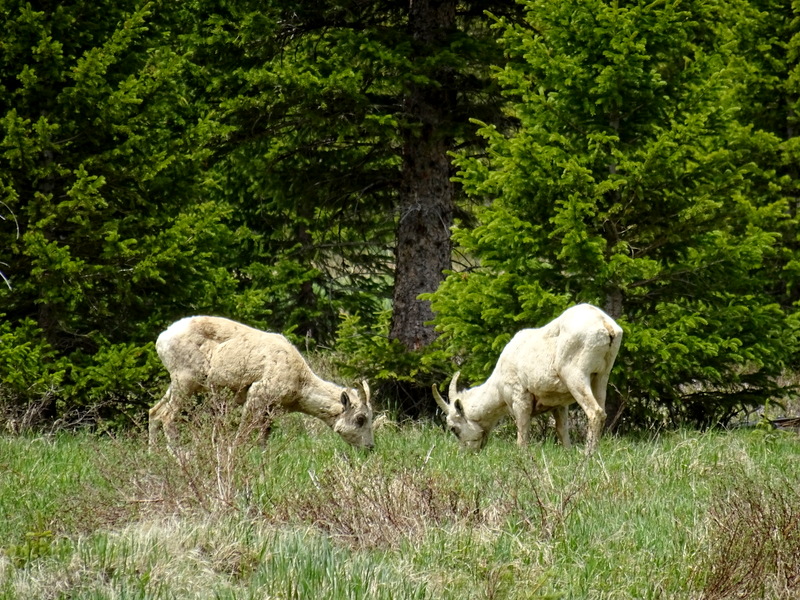 Mountain Goats in Rocky Mountain National Park