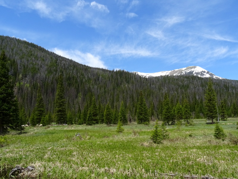 Mountain Goats in Rocky Mountain National Park