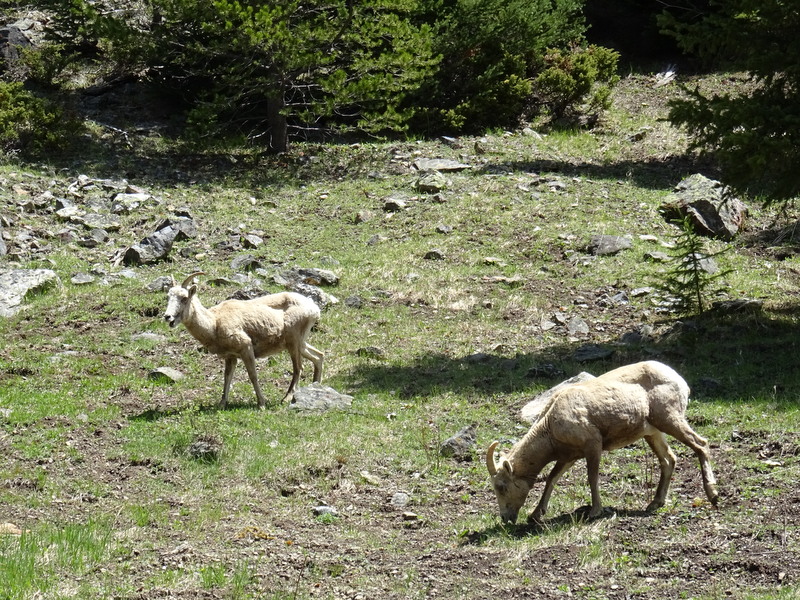 Mountain Goats in Rocky Mountain National Park