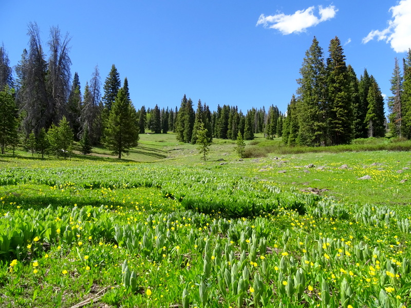 Rabbit Ears Pass - Steamboat Springs