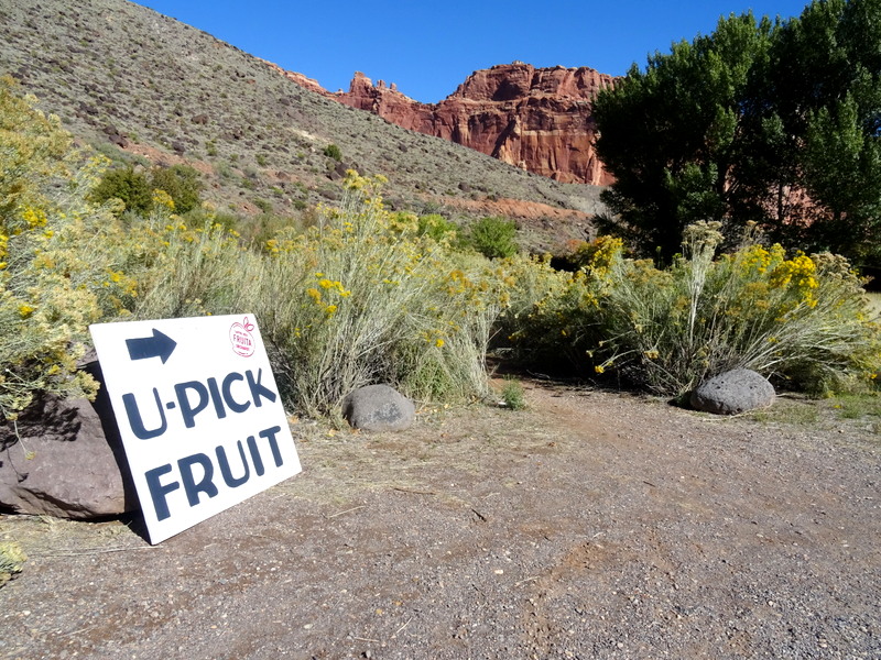 Fruit orchard in Capitol Reef National Park