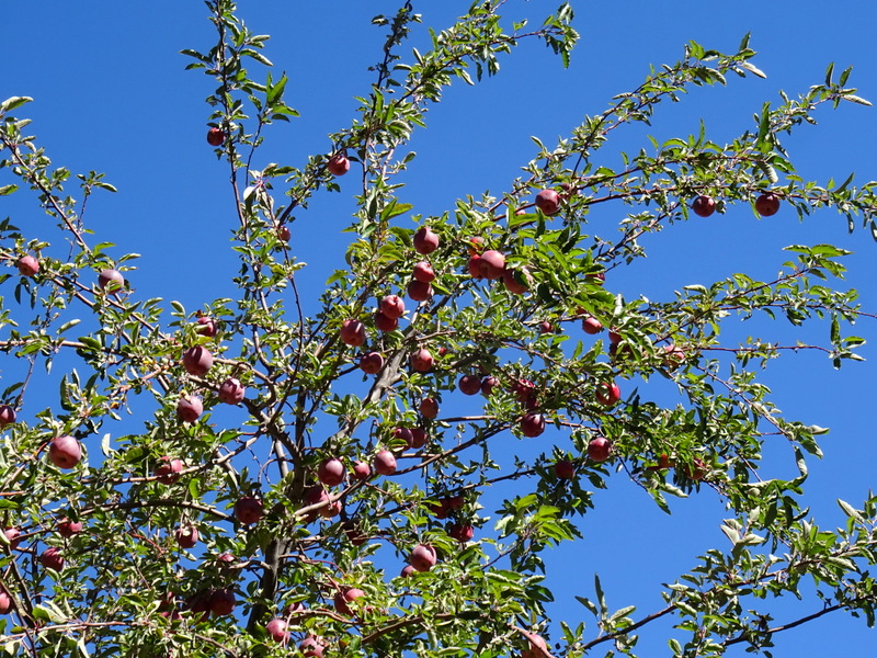 Fruit orchard in Capitol Reef National Park