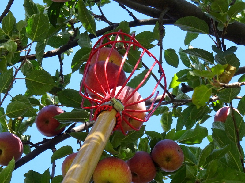 Apple Picking in Capitol Reef National Park