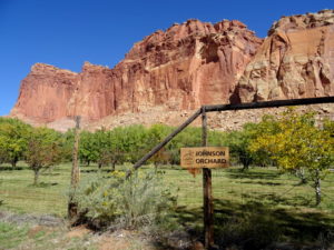 Fruit orchard in Capitol Reef National Park