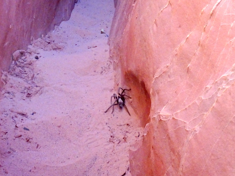 Red Breaks Slot Canyon, Utah