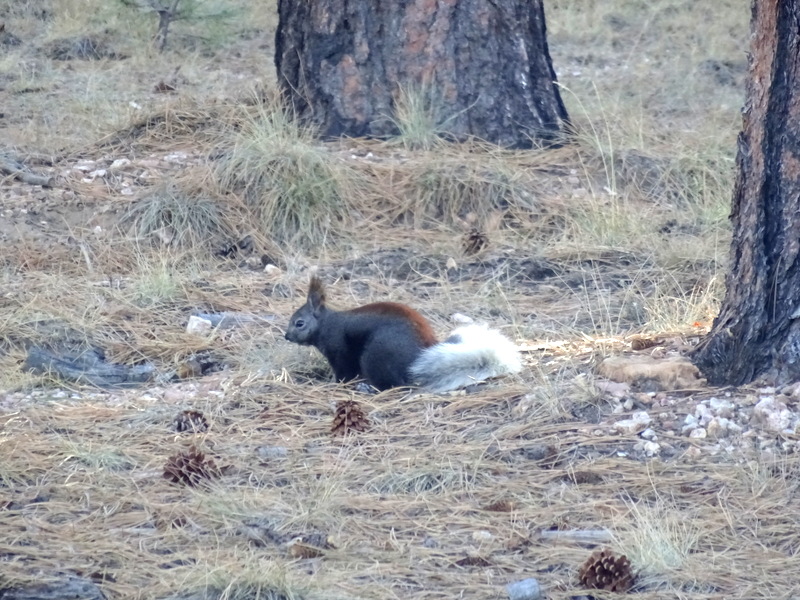 Kailab Squirrel