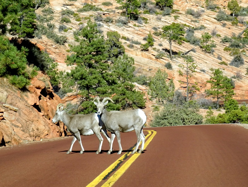 Bighorn Sheep - Zion National ParK