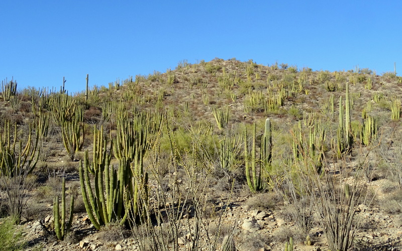 Organ Pipe Cactus National Monument