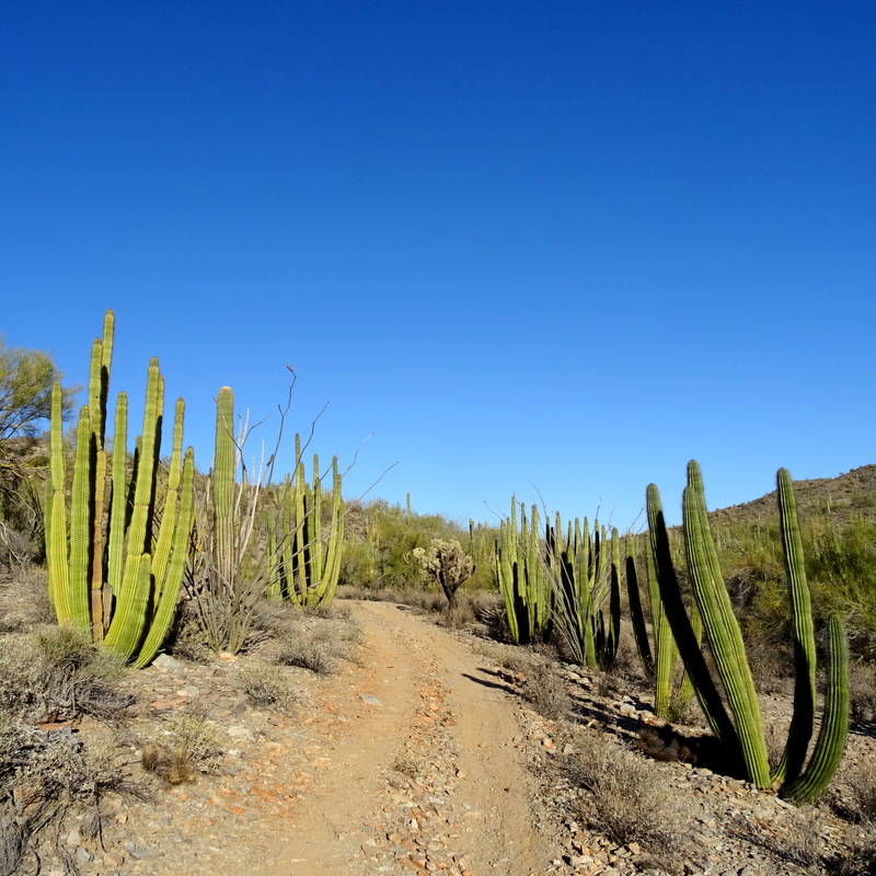 Organ Pipe Cactus National Monument