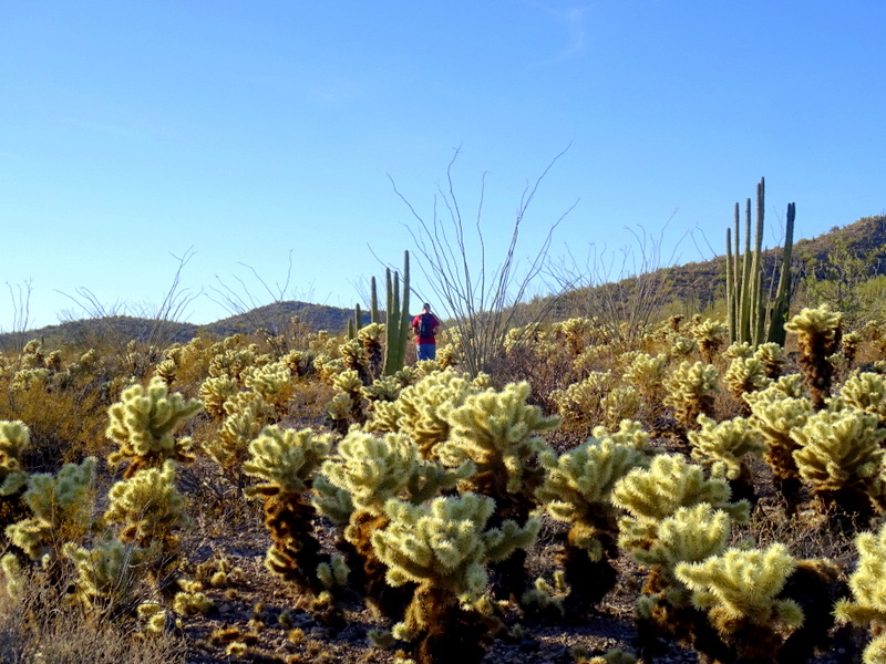 Organ Pipe Cactus National Monument