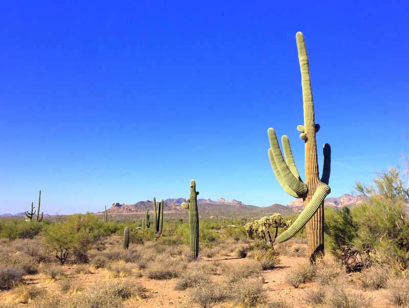 Lost Dutchman State Park