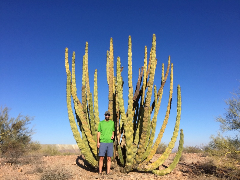 Organ Pipe Cactus