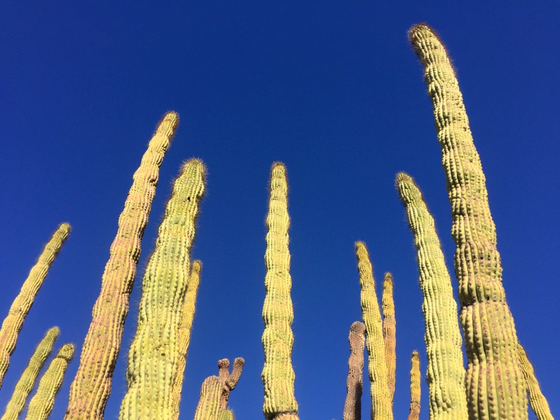 Organ Pipe Cactus