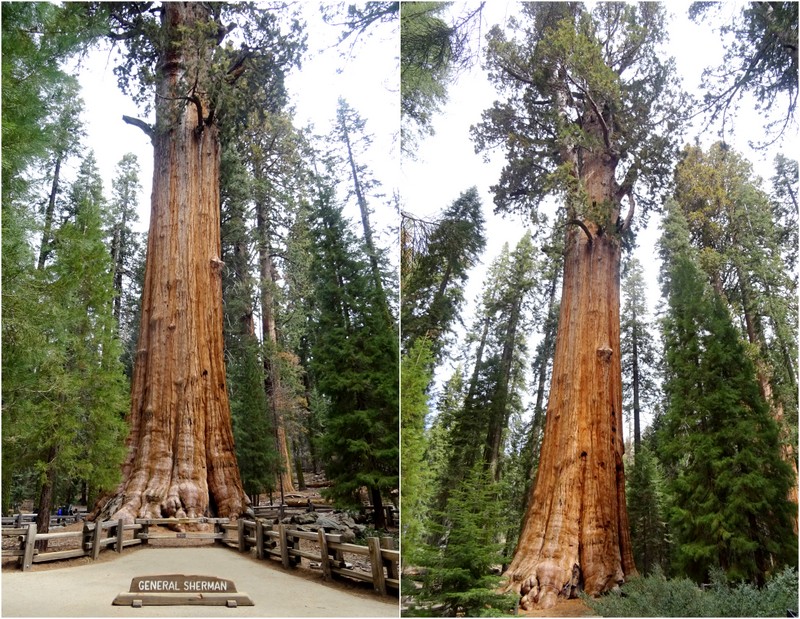 General Sherman Tree - Sequoia National Park