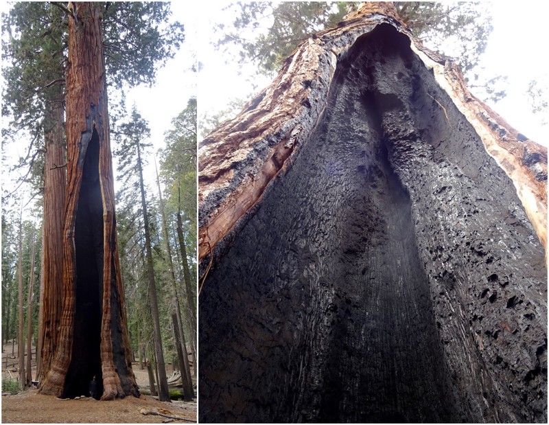 Sequoia National Park