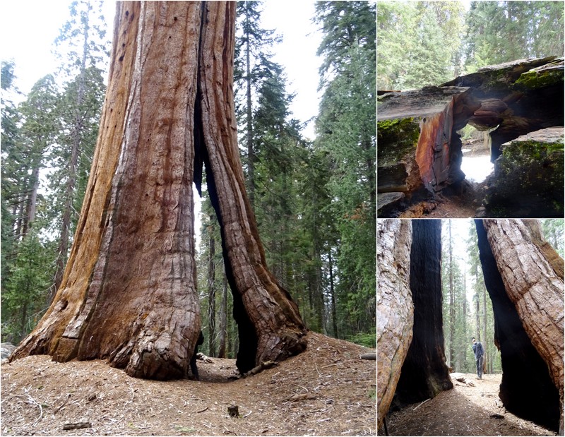 Sequoia National Park