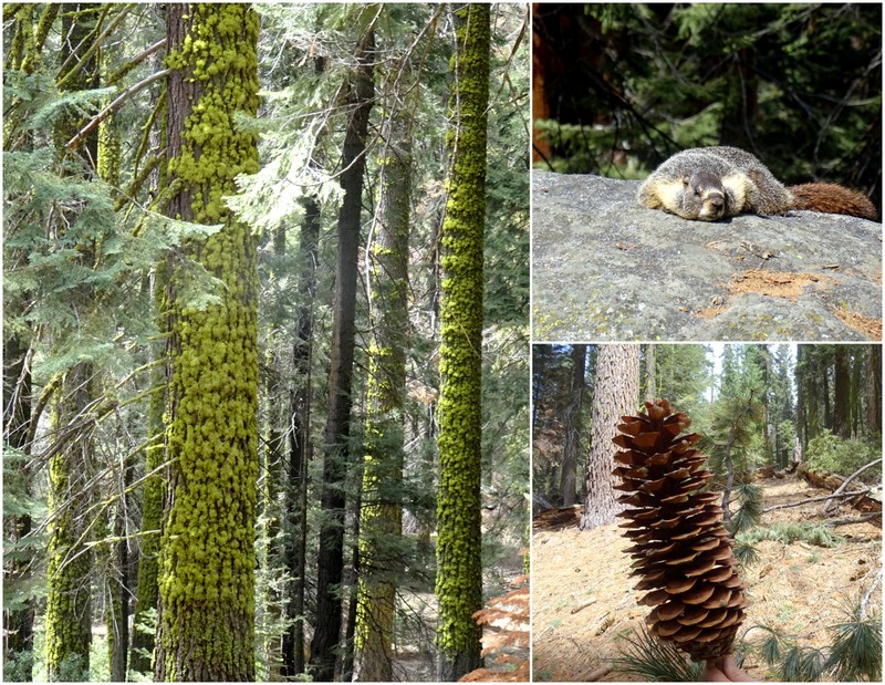 Sequoia National Park