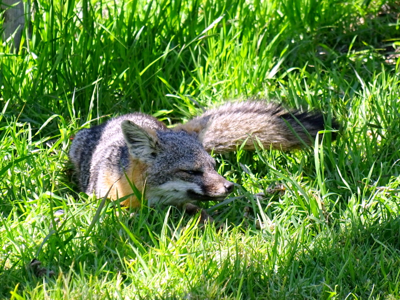 Santa Cruz Island Fox